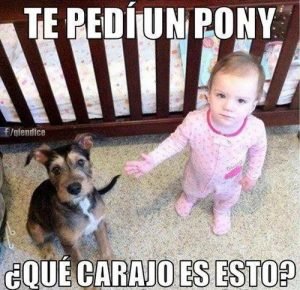 meme navidad perro